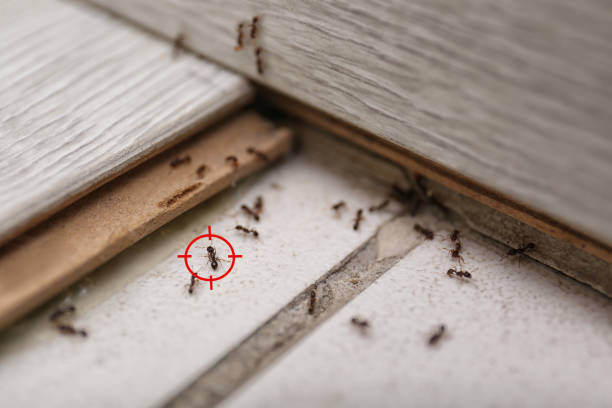Best Residential Pest Control  in Maplewood, WA